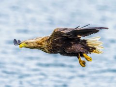 Paul Bullock-White Tailed Sea Eagle Flypast-Very Highly Commended.jpg